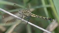 Orthetrum caledonicum female-3